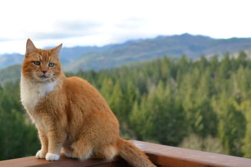 Resident Cat - Herb Lamb Vineyard, Napa Valley  (via Rachel Portell)