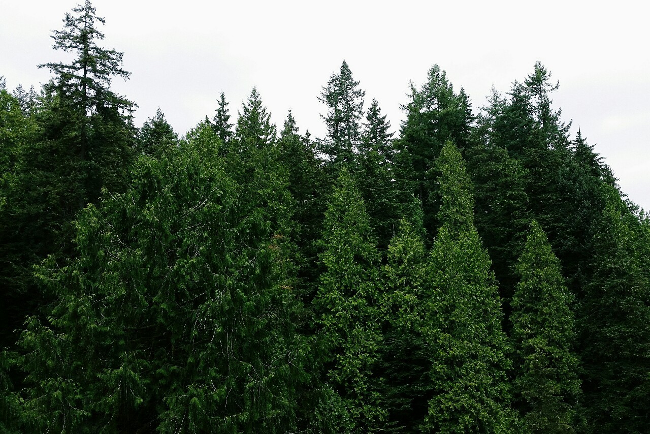 vanilla-lau-tte:  open-minded-teen:  Capilano Suspension Bridge Park, North Vancouver,