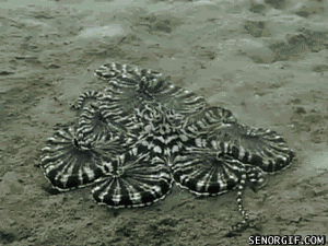 batchygyo:blue-bower:

bugcthulhu:

meglyman:

Mimic Octopus has had enough of Dancing Crab’s shenanigans

darn dancing crabs and their jazz crab hands

‘HELLO MY BABY HELLO MY H-““NO”

i cant control my hand suddenly 