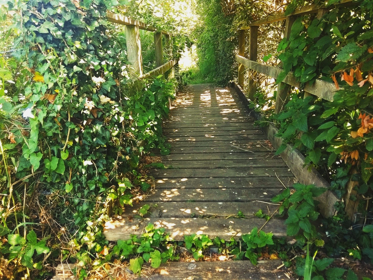chasingfae:🌱🌾🌳🌾🌱