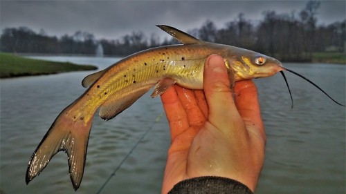 I caught so many catfish that were all the same size that I had to stop and look at the dot patterns