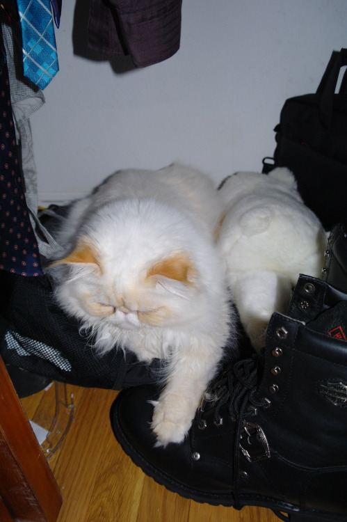 lucifurfluffypants:Fluffy Facts Friday1. I really like shoes, but I know better than to chew on them