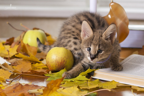 cuteness-daily: ironychan: strawberrieninja: newvagabond: asnhugausjkfd what are baby servals doing 