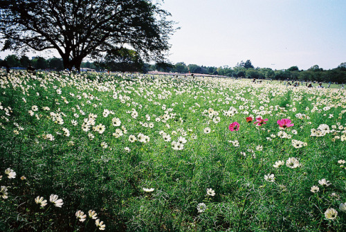 englishsnow:   ogino.taro      porn pictures