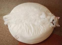 awwww-cute:  Marshmallow Cat (Source: http://ift.tt/1VpfcAH)