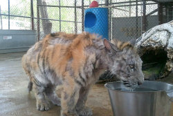 awesome-picz:    Sick Tiger Cub Weighting Only ¼ Of Normal Weight, Gets Rescued From Circus, Makes Incredible Recovery.