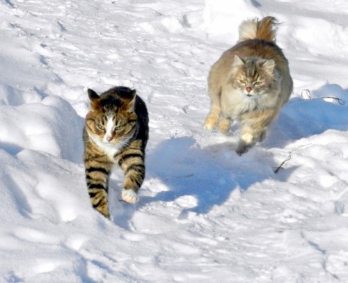 Alla Lebedeva aka Алла Лебедева (Siberian, b. Barnaul, Siberia, Russia) - Siberian Cats  Photography