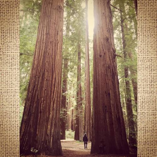 Sex #redwoods #grove #mendocino #california #aaron pictures