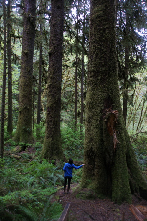 frommylimitedtravels:  - Tangles and tumbles in the Quinault -   More rainforest rambling