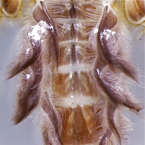 Ephemeroptera, Ephemeridae, Litobrancha. Trucka Brook, Essex Co., NY These burrowing mayfl