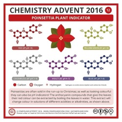 compoundchem:  #ChemistryAdvent Day 12 looks at how poinsettia plants double as pH indicators!