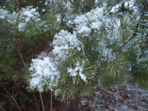 Pinus sylvestris — Scots pine