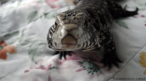 kaijutegu:  tupinambeast:  Tegu kissies for your blog!  SMOOCHES FOREVER