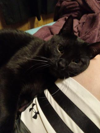 This Is My Cat, Pinto (his Full Name Is Pinto Bean) And I Love Him To Death 