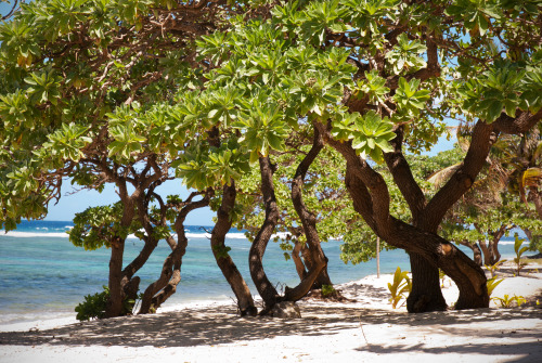 rtwparenting:  ‘Oholei Beach, Tongatapu, Kingdom of Tonga