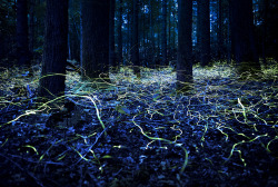 ted:  5 fun facts about fireflies (aka your