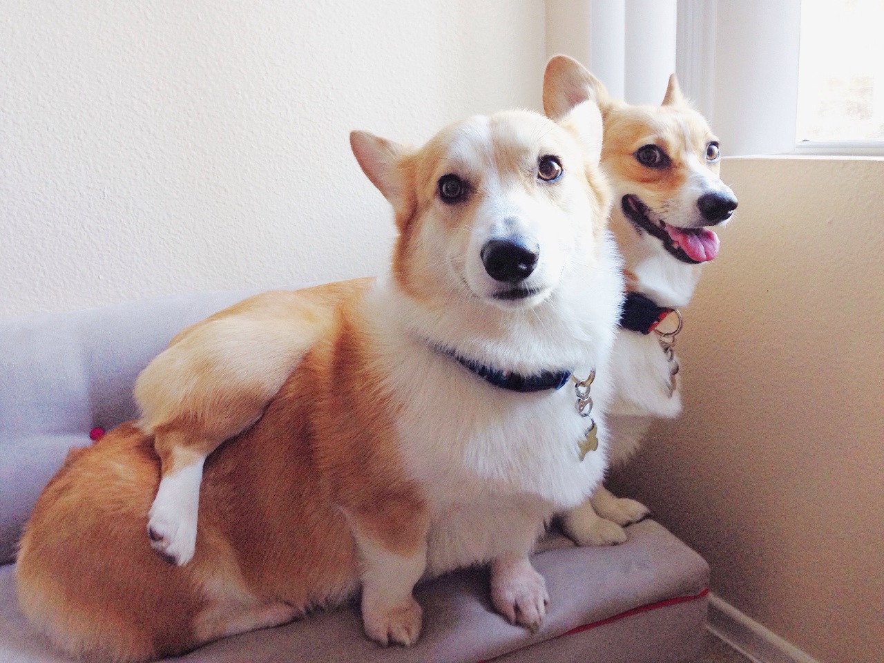 emmathebean:  gatsbyadventures:So a couple Corgi Ladies and I were talking about