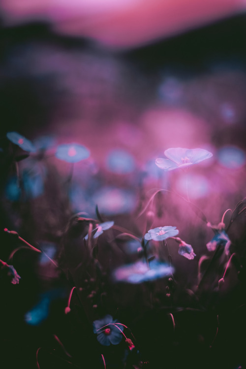 dissonantdays:and her mind was on me
