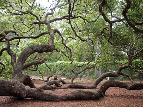 smokeage:flowury:therosagreen:wanderlustingthoughts:Look at this tree, man.The Angel Oak Tree is est