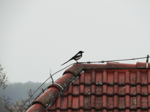 Edge Of The Roof.