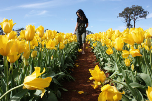sophiajyfoo:tesselaar tulip festival, silvan, australia