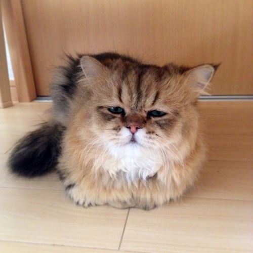 catsbeaversandducks:  Japan’s Version Of Grumpy Cat Is A Cat Who Looks Like He’s Permanently Disappointed In You. (he’s not angry, he’s just, you know, disappointed…) All the cuteness via BuzzFeed 