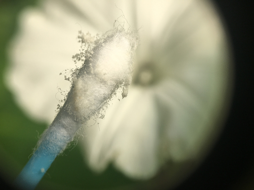 Water Spinach pollen on a q-tip. After hand-pollinating these Morning Glory relatives, I went out to pollinate their cousins, the Sweet Potatoes (purple flowers). Seemed like the honeybees were doing it just fine. I’d love any tips for getting true...