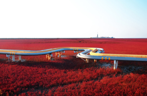 Porn photo modeschina:  Red Beach, Panjin, China