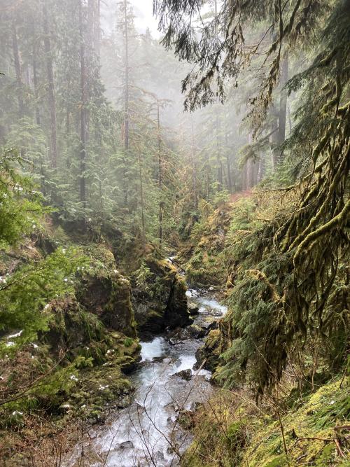 oneshotolive: Olympic National Park at the Sol Duc Falls - 4/21/21. (2250 x 3000) [OC] : allibaza