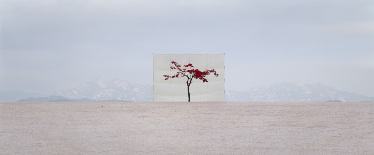 francescarenzi:  Myoung Ho Lee, Tree #14, 2009, from the series Tree la leggerezza