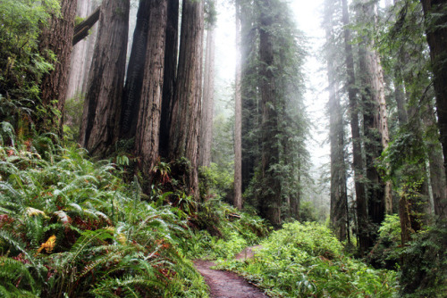 bright-witch: 🌺Redwood Splendor🌺 🌿 Print Shop 🌿 