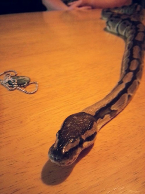 The first picture is my new pregnant ball python. Her name is Bambi Then my oldest dragon. The rest 