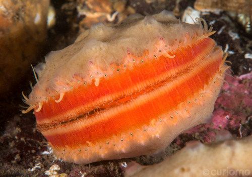 Many people have no idea what a Sea Scallop looks like when it’s alive. They are very different than