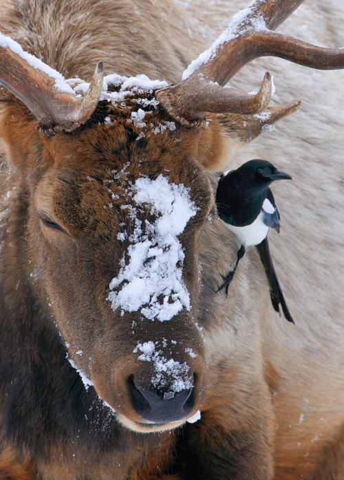 moonelk:Symbiosis - an Elk and a Magpie (Wyoming) by Doug Dance.