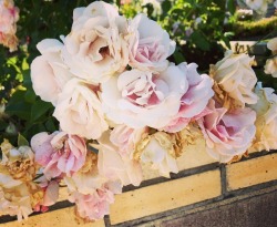 Roses (at Hacienda Pèrez-Garcia)