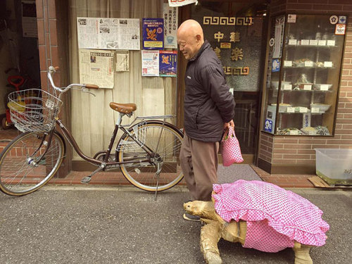 boredpanda:World’s Most Patient Pet Owner Walks His Giant Tortoise Through Streets Of Tokyo