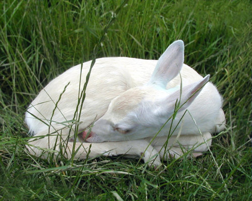 decapitated-unicorn.tumblr.com/post/166724141636/