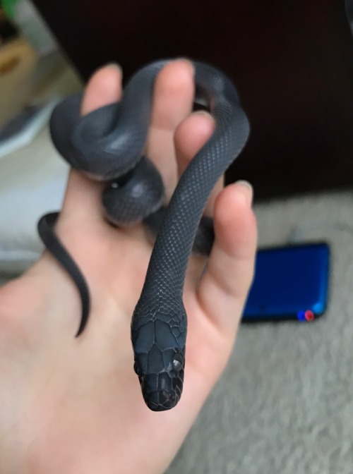 Midnight’s going to shed in a few days. I’m going to have to take some post-shed photos, she’s spect
