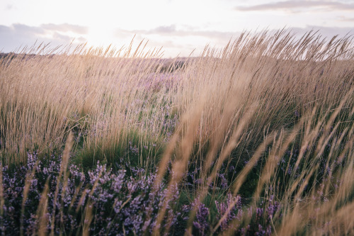 ardley: Golden Hour meets Purple - The Quantock Hills, Somerset Photographed by Freddie Ardley