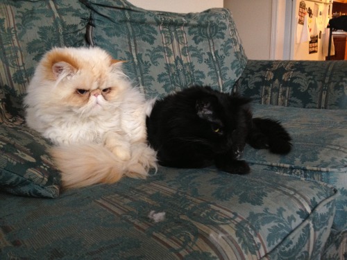 lucifurfluffypants:Sharing is hard.