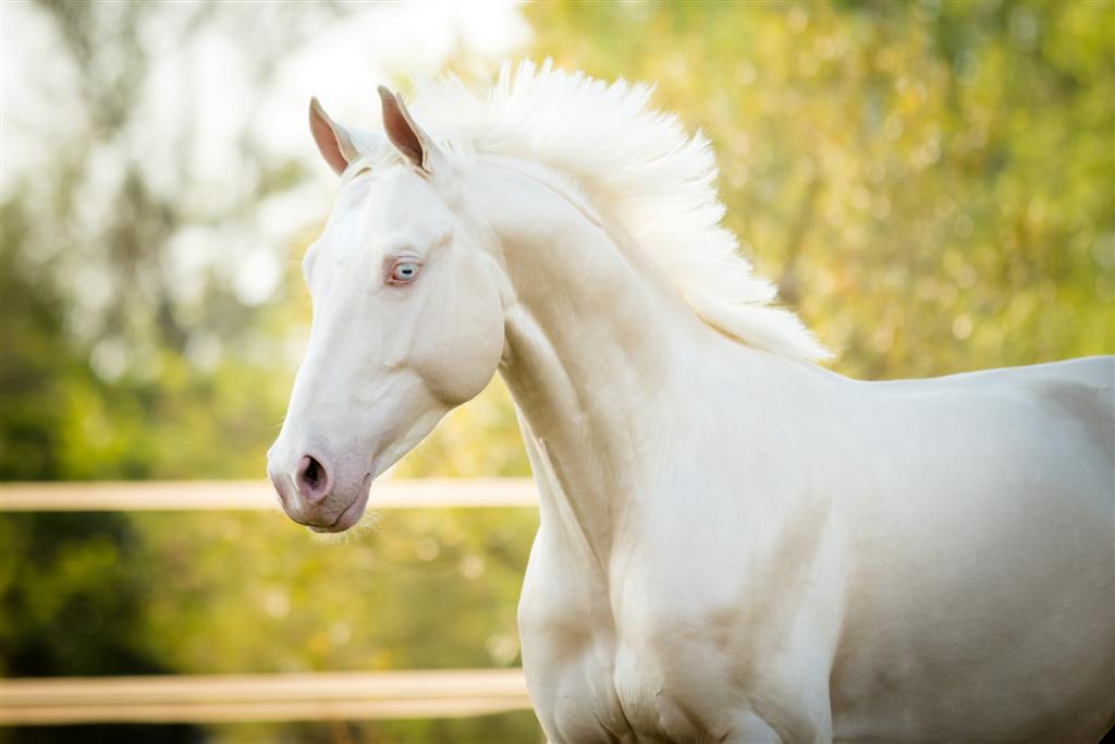 matfiz:  Love at first sight! The stallion named Divine Dream. German warmblood And