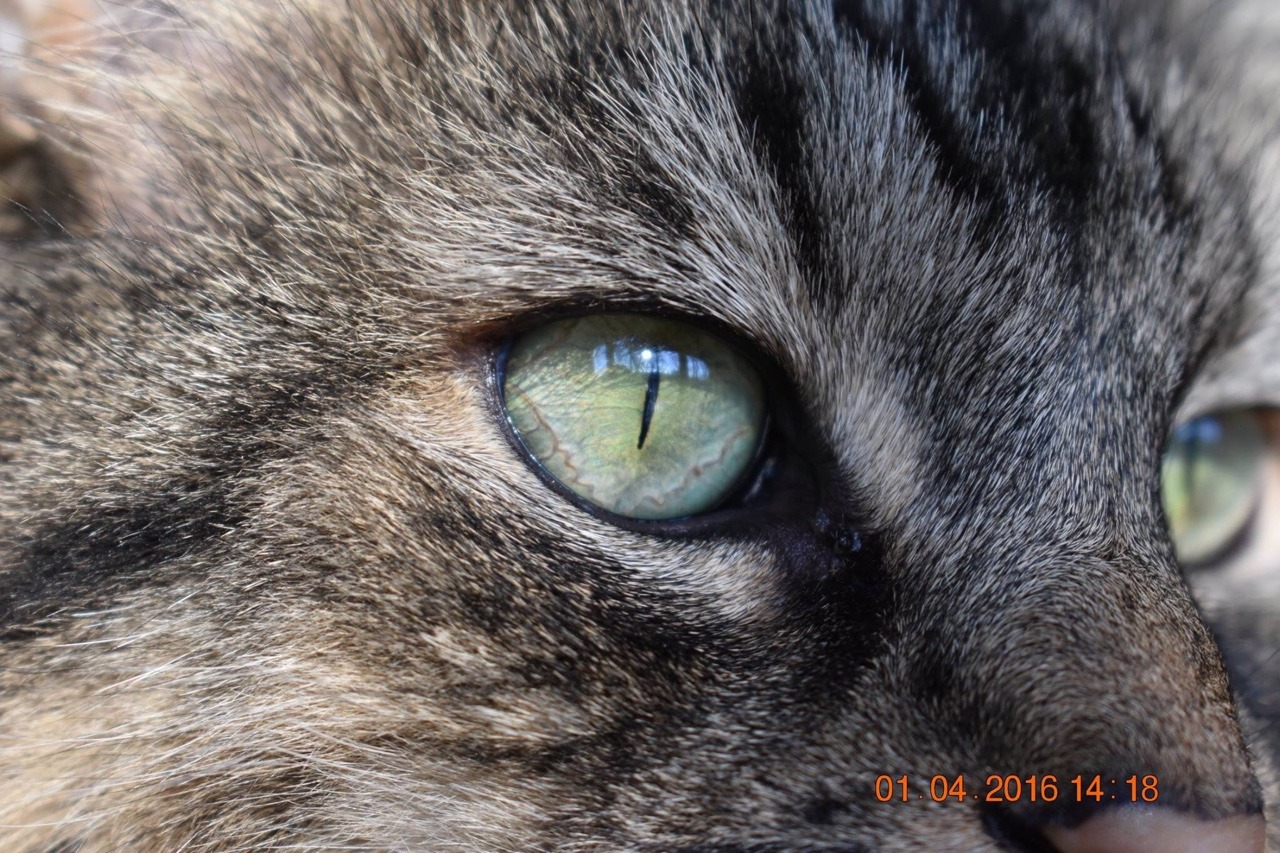 slytherinica:  I got a new camera…. pleas lov my son he is beautiful