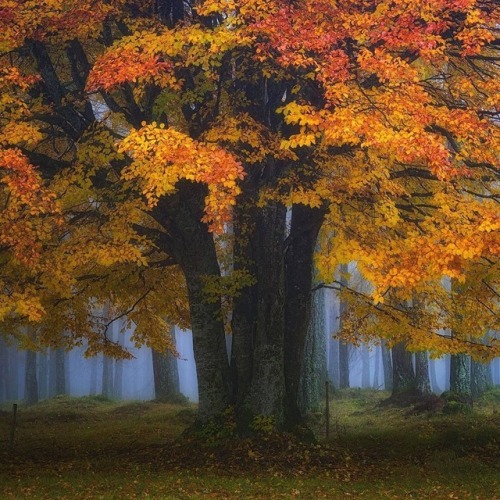 heathengentleman:renegade_rural @instagram