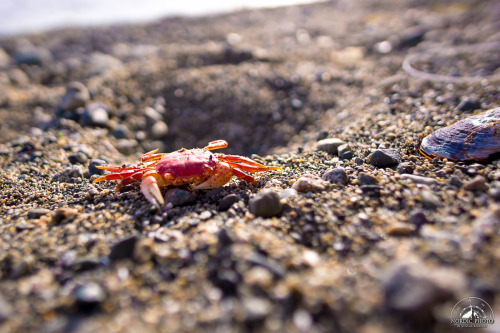 3.7.2014 - First day on the West Coast Trail pt.2 #BC #Canada #VancouverIsland #WestCoastTrail&