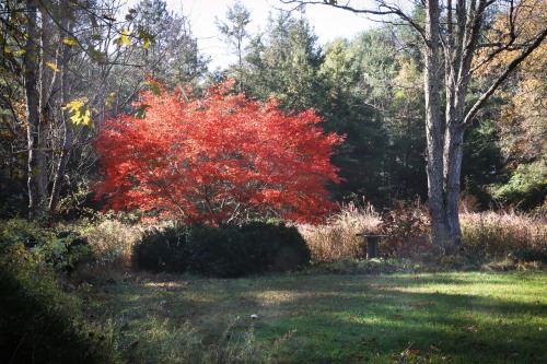 Catching the light -Japanese Maples irridescent in the late autumn morning sun.  One last glorious s