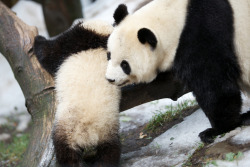 giantpandaphotos:  Xiao Liwu and his mother Bai Yun play in the ‘snow’ at the San Diego Zoo in California, US, on August 29, 2013. The pandas were treated to fresh new snow that had been blown into their enclosures as enrichment, thanks to donors: