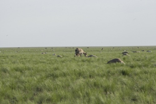 Sudden death: Mass die-off of saiga antelopes The saiga is considered a pretty unique and special sp