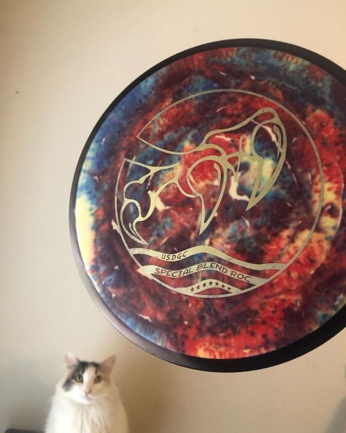 Spin dye day 2: Electric Spinaloo Seriously, holy crap. And thanks to Gypsy for the modeling. #discd