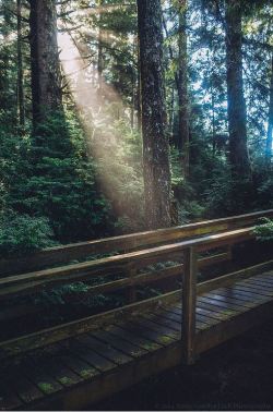 renamonkalou:  West coast boardwalk | Kevin van der Leek  Turret Island, Broken Group Islands, British Columbia