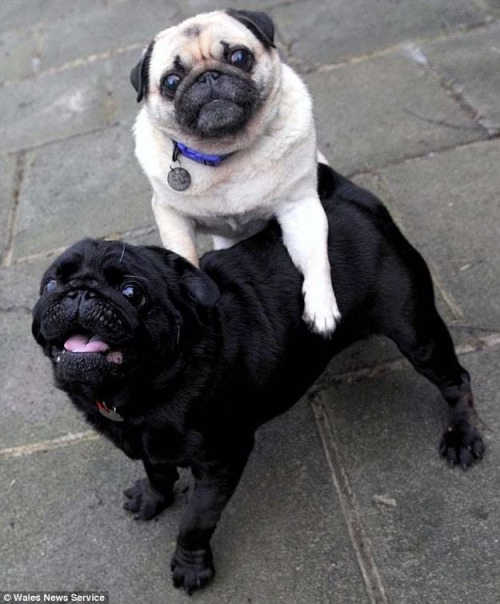 Porn Pics peeonstuff:  The seeing-eye pug who helps